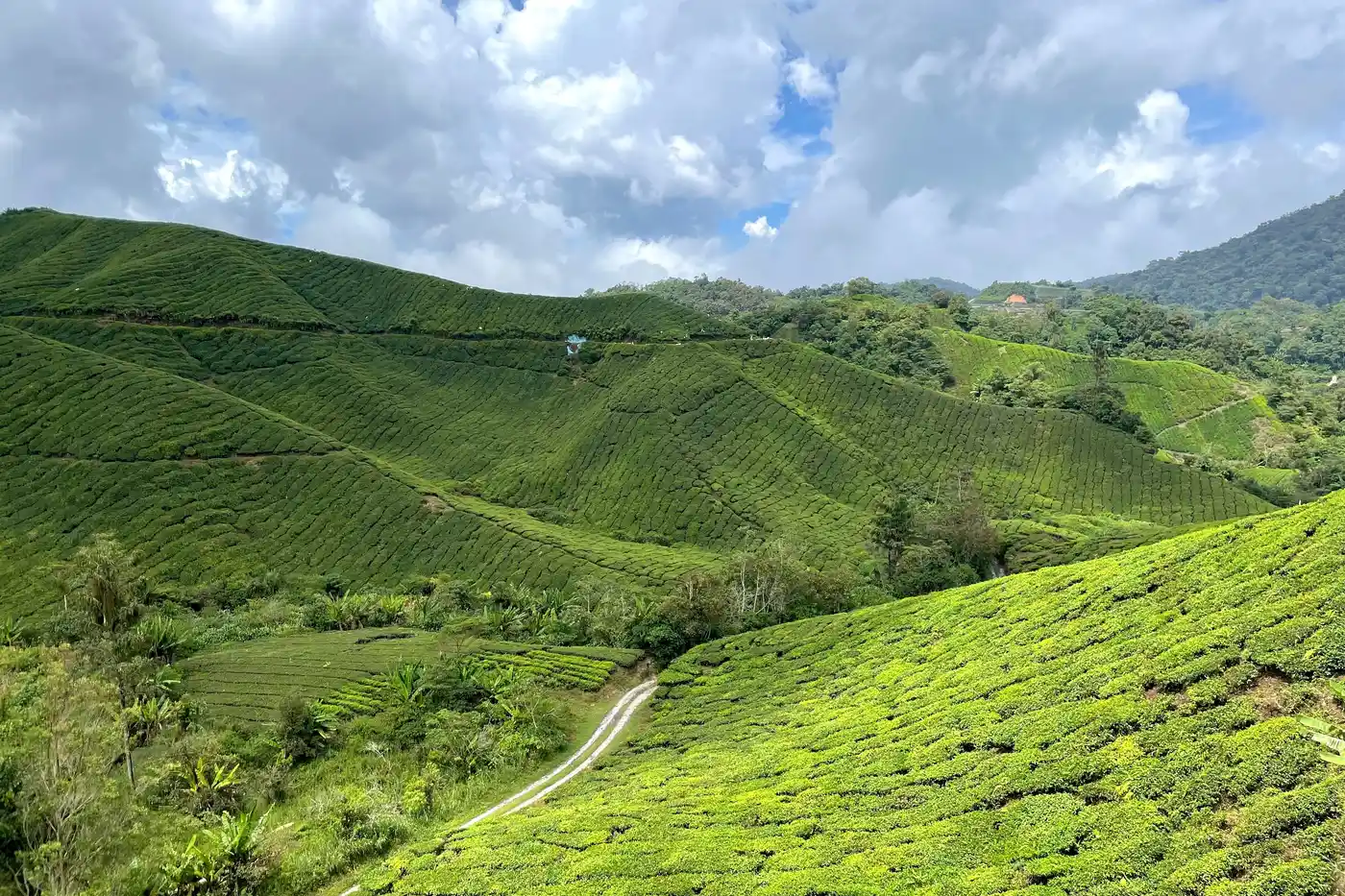 Cameron Highlands